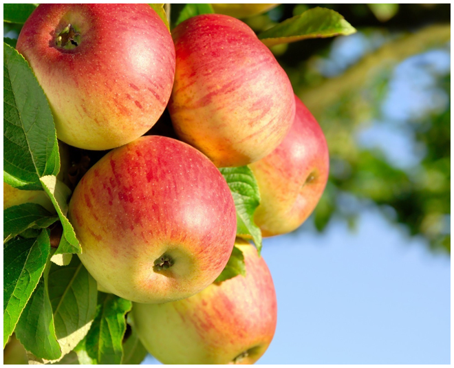 फाइबर से भरा सेब Apple fruit right time Inside